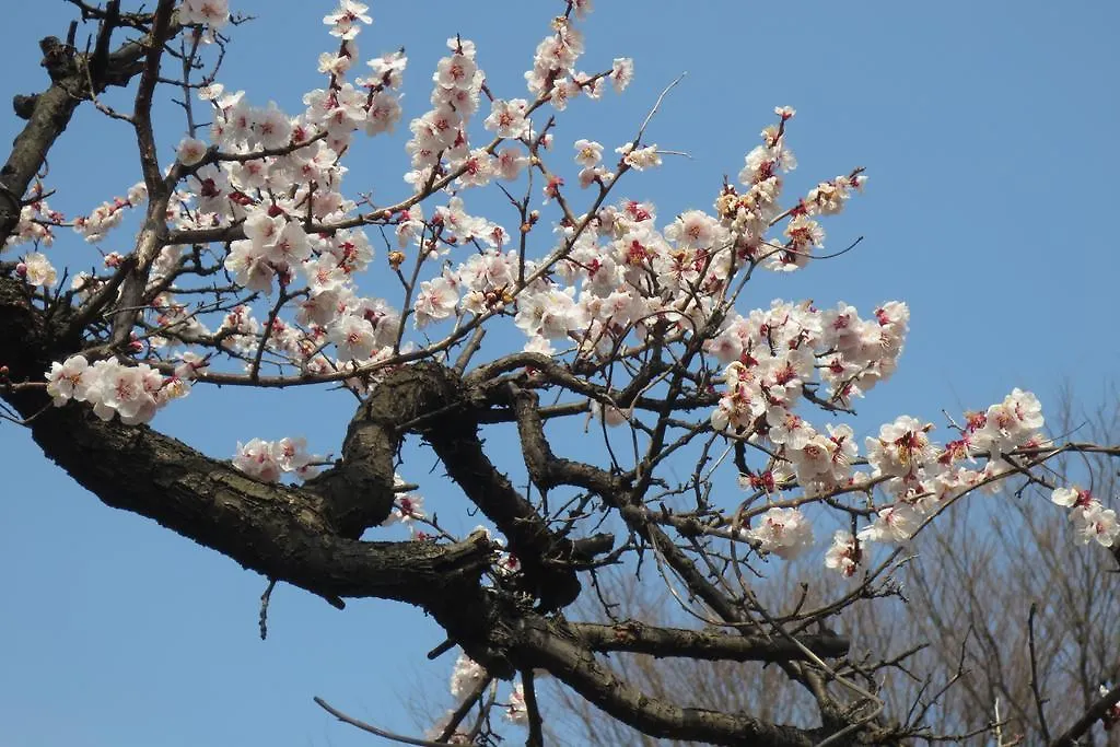 Nest Inn Nippori Tokio